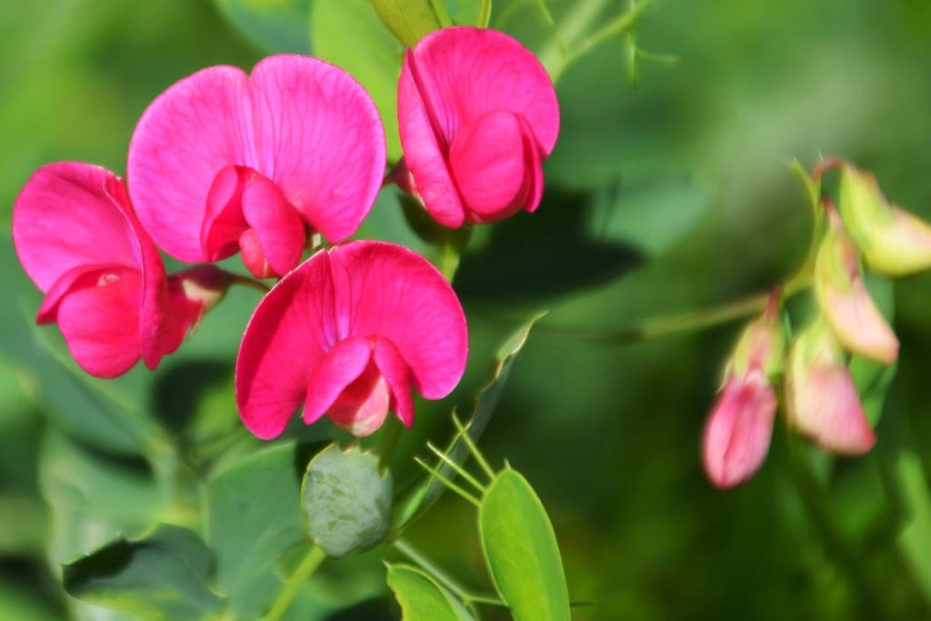 Knollen-Platterbse mit leuchtend rosa Blüten
