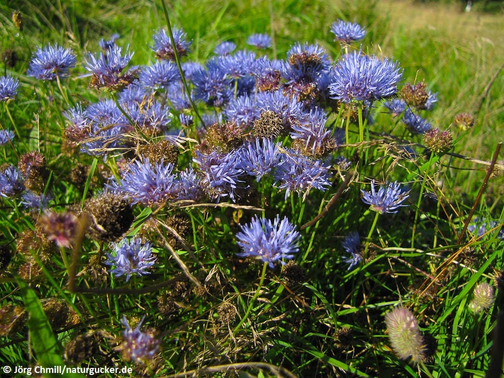 Berg-Sandglöckchen in voller Blüte auf Wiese