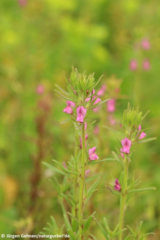 Acker-Löwenmaul in zartem Rosa blühend