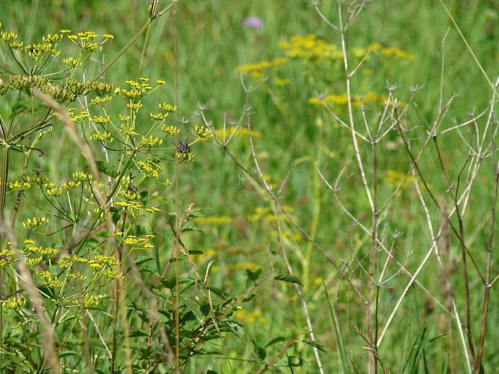 Dill Habitus