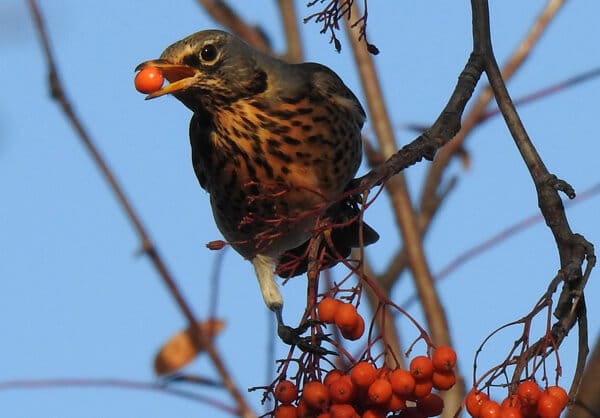 Vögel