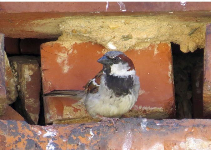 Spatz Bauten