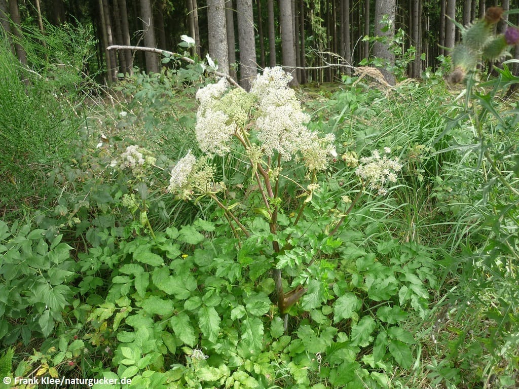 Waldengelwurz mit weißen Blütenständen im Wald