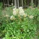 Waldengelwurz