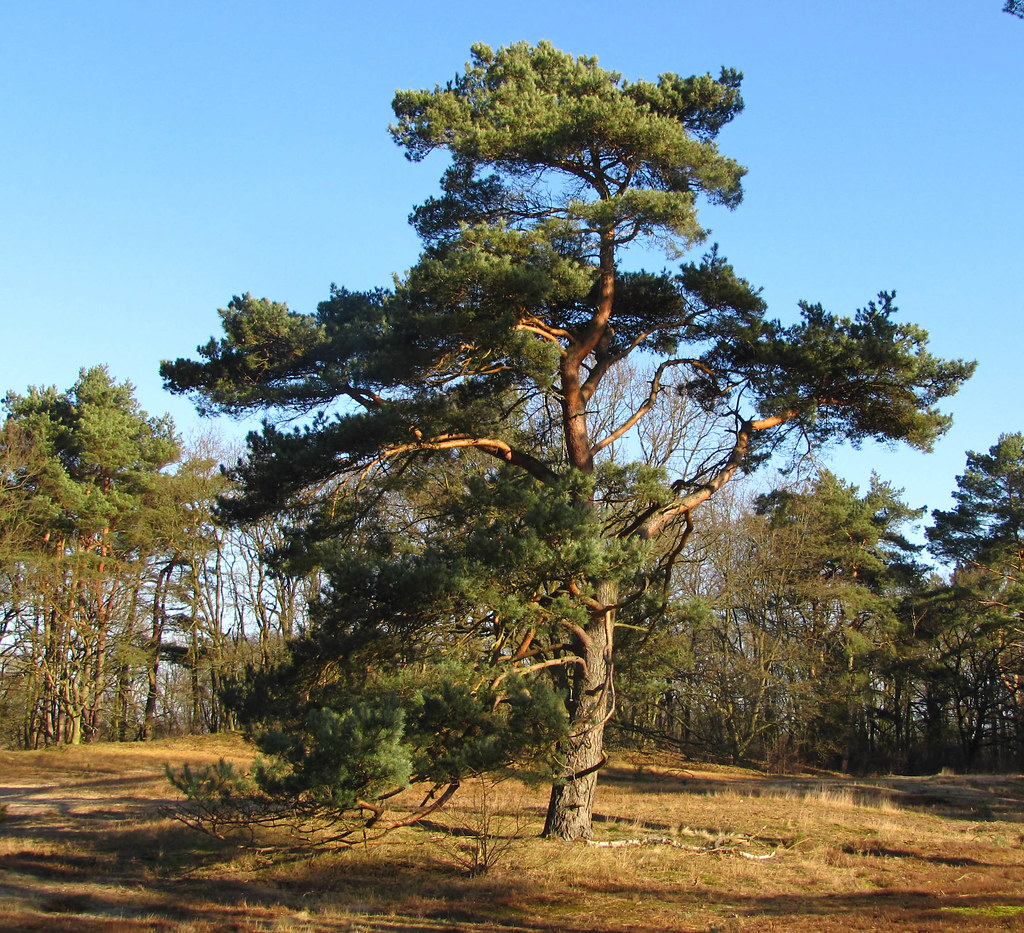 Waldkiefer (Pinus sylvestris)