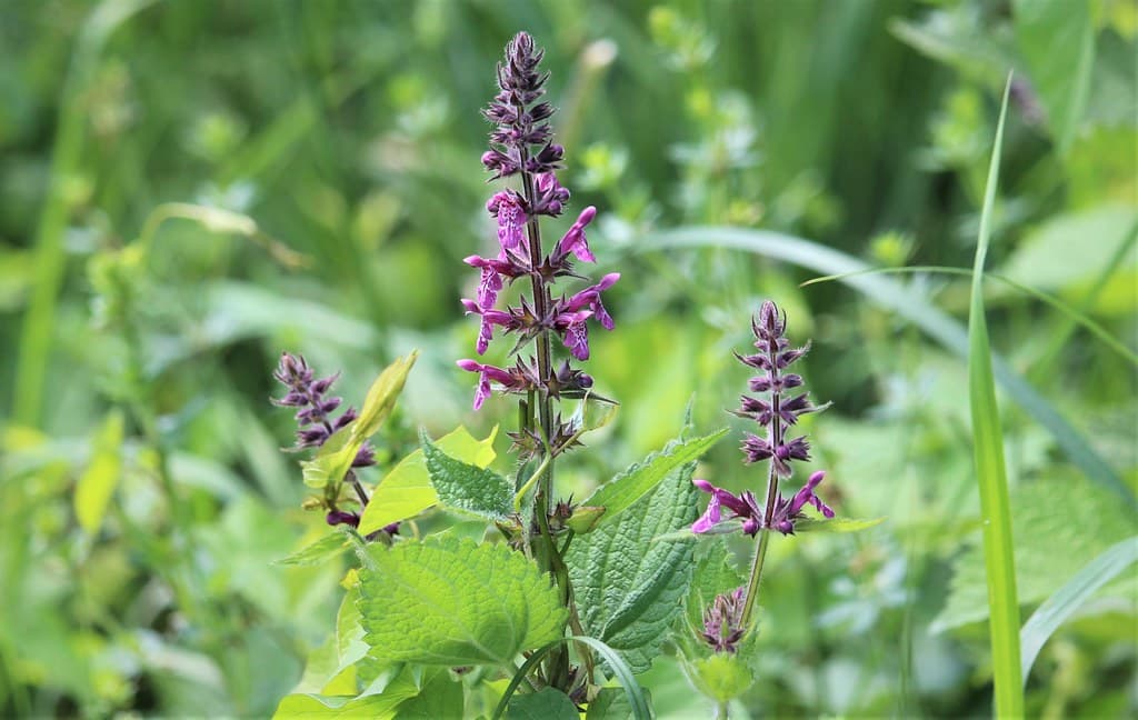 Wald-Ziest mit violetten Blüten und Schmetterling