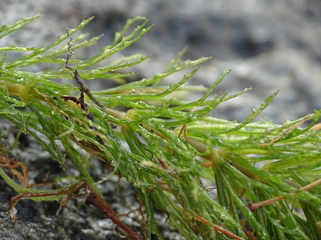 Ceratophyllum Submersum
