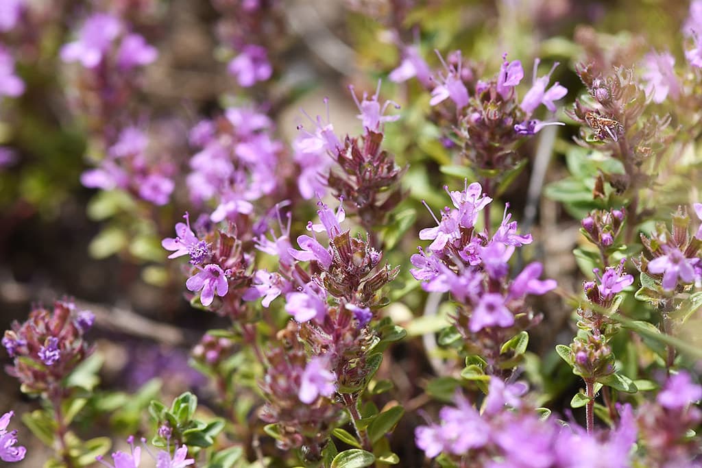 Sand-Thymian in voller Blüte mit violetten Blüten