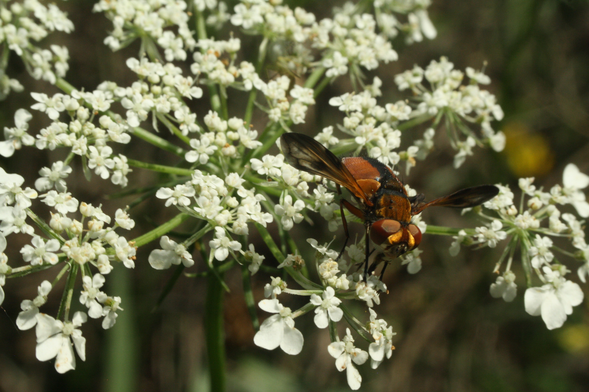 Ectophasia Crassipennis