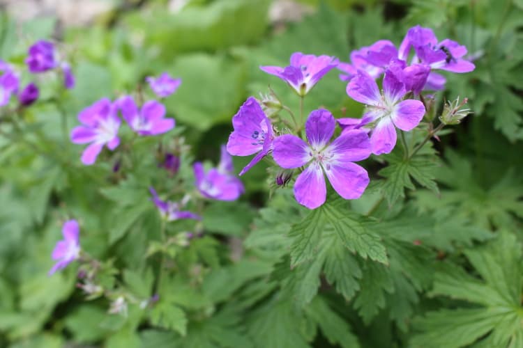 Wald-Storchschnabel mit violetten Blüten