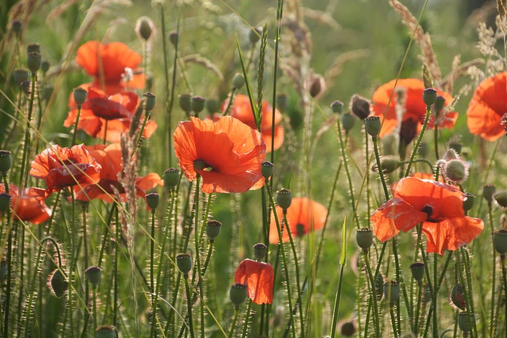 Klatschmohn in voller Blüte auf grüner Wiese
