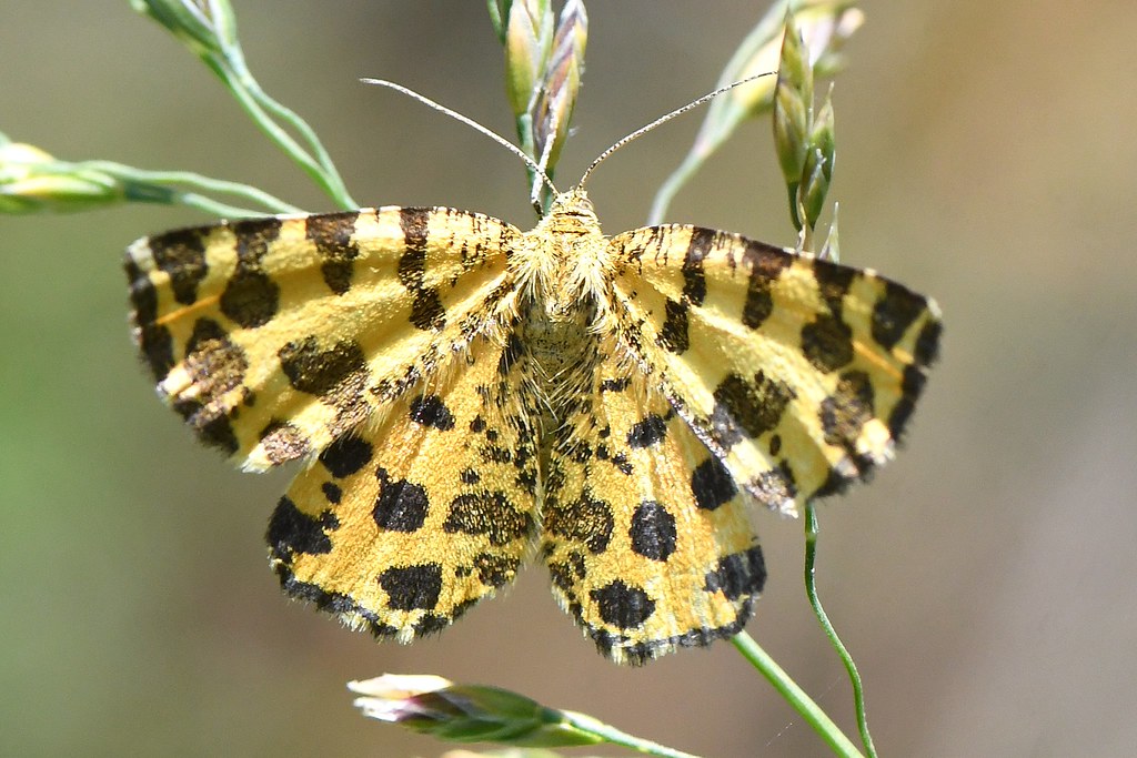 Pseudopanthera Macularia (2)