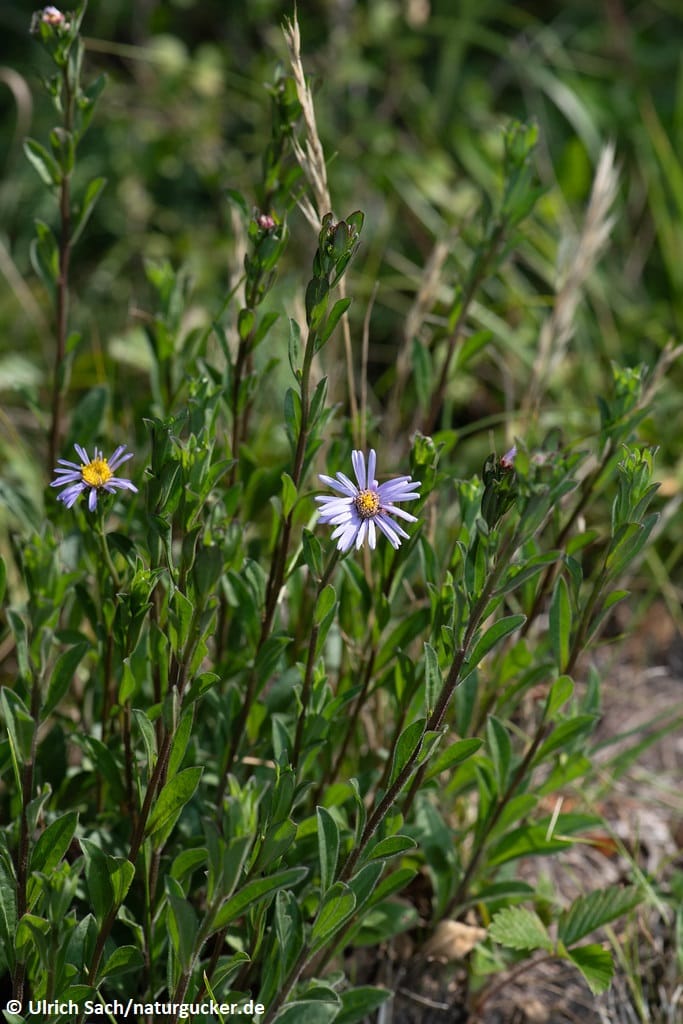 Berg-Aster in Blüte mit feinen Stängeln