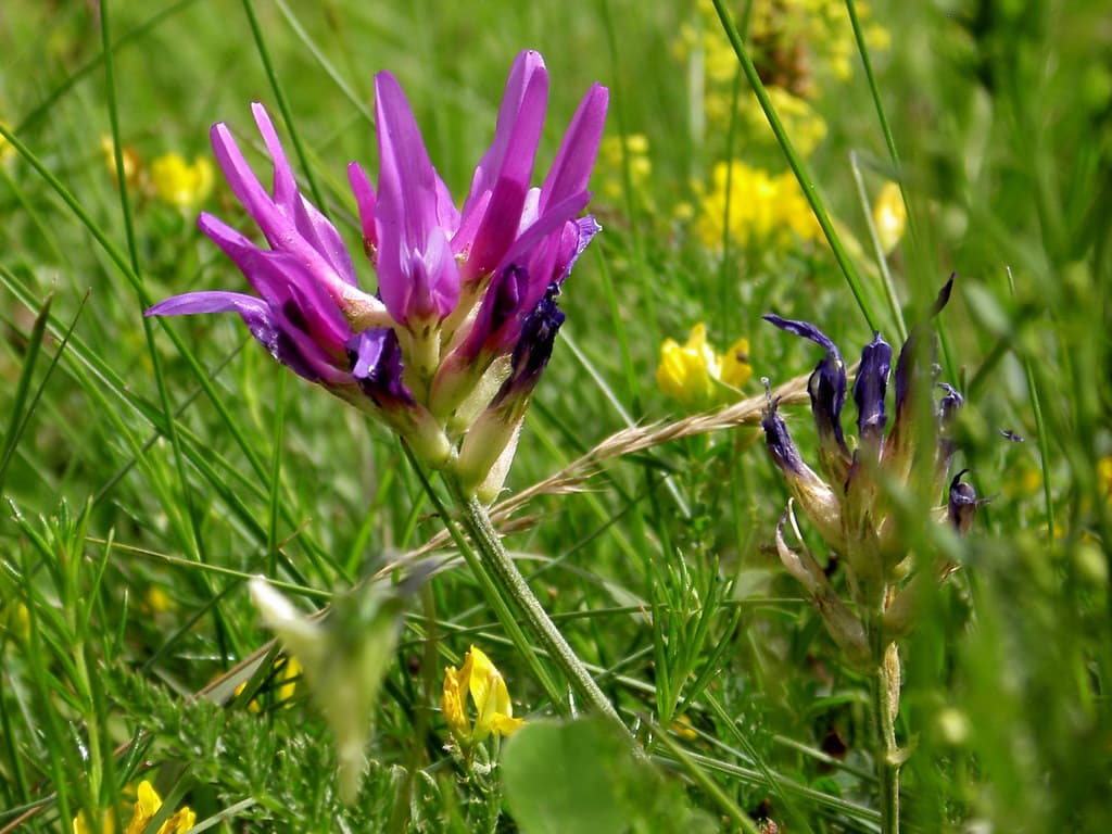 Esparsetten-Tragant in violetter Blüte