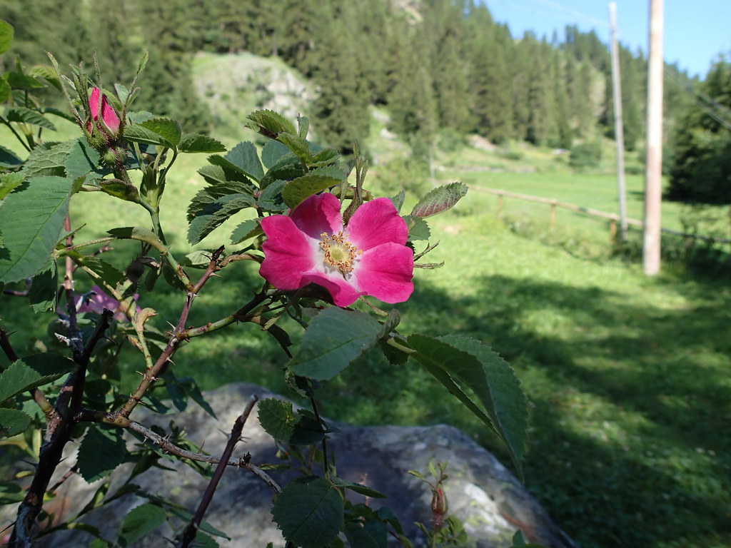 Rosa Villosa