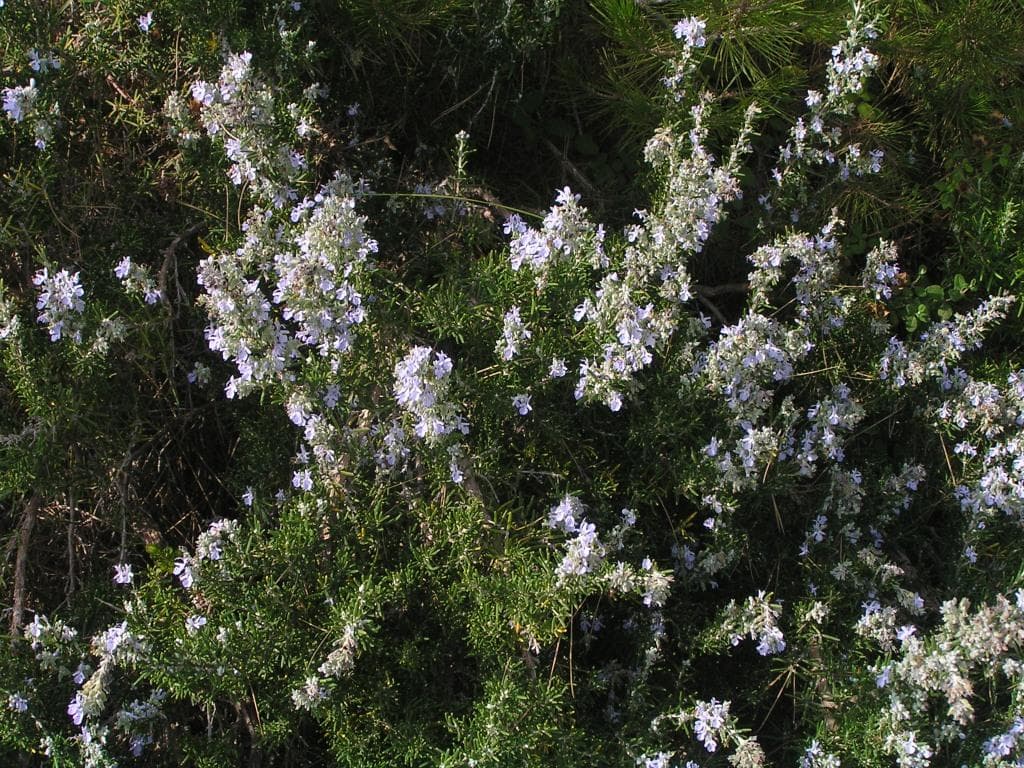 Rosmarin in voller Blüte mit weißen Blüten