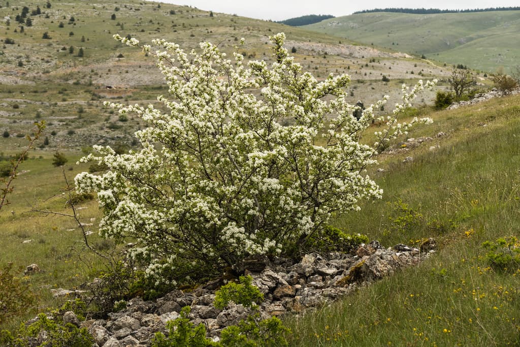 Gewöhnliche Felsenbirne in voller Blüte in Berglandschaft