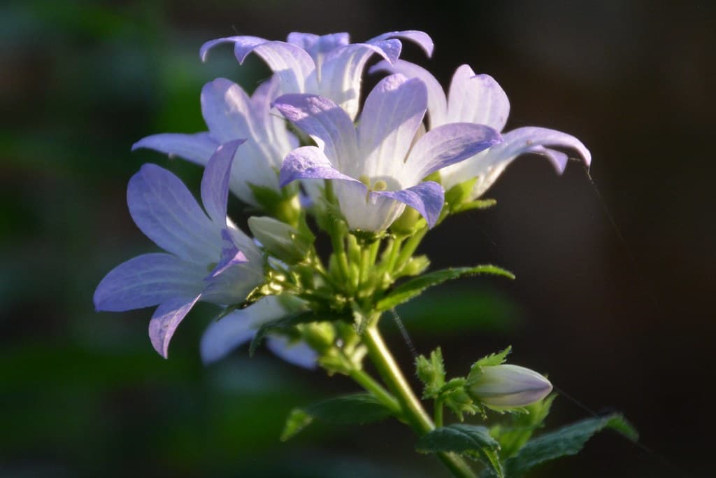 Knäuel-Glockenblume in voller Blüte