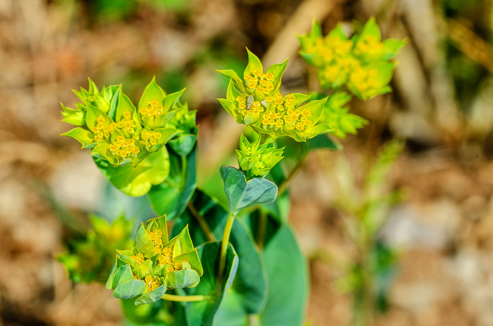 Bupleurum Rotundifolium