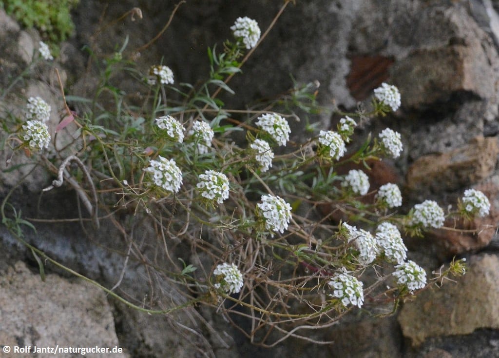 Silberkraut mit weißen Blütenständen an Steinmauer