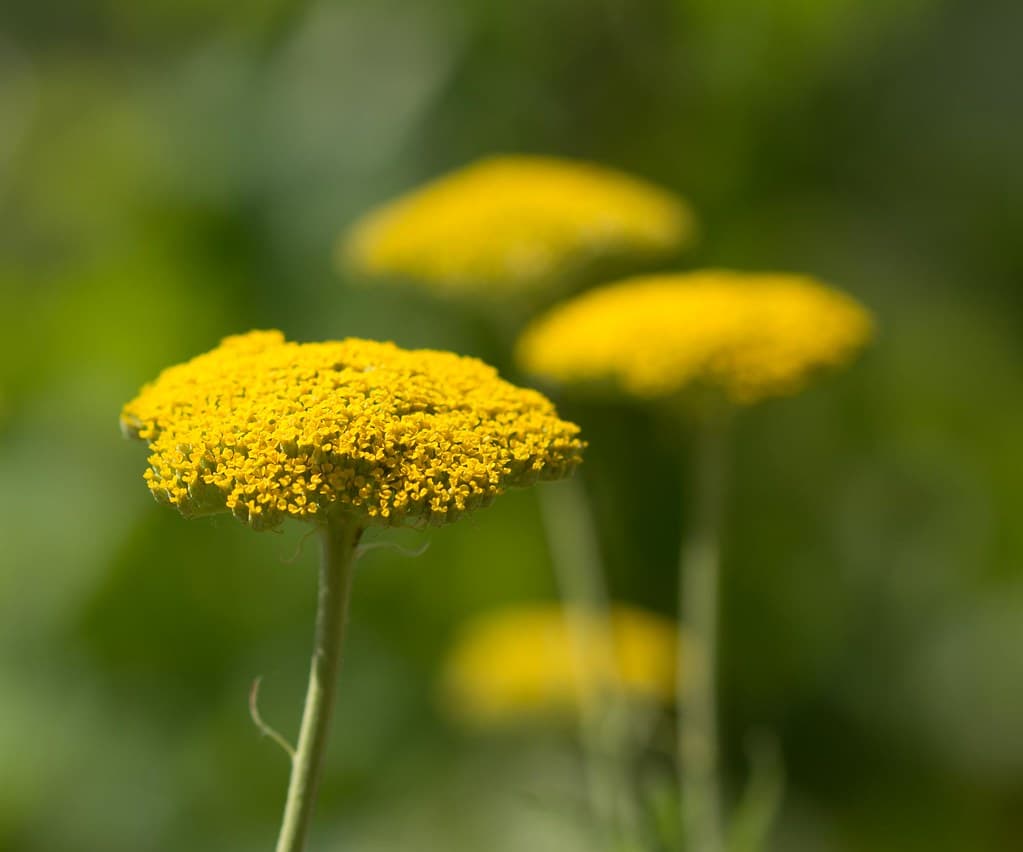 Gold-Schafgarbe in voller Blüte mit gelben Blütenständen