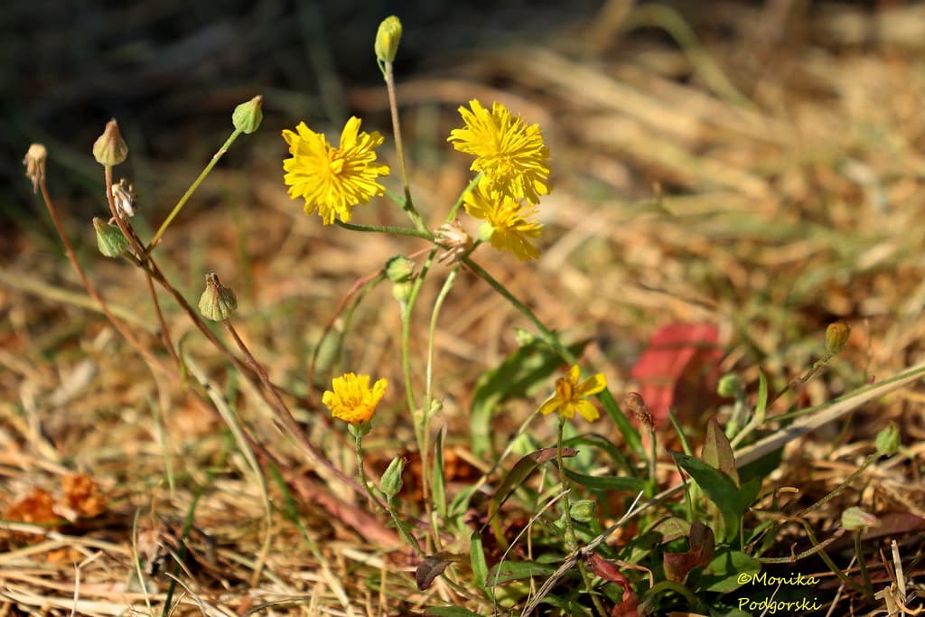 Kleinköpfiger Pippau in Blüte mit Knospen