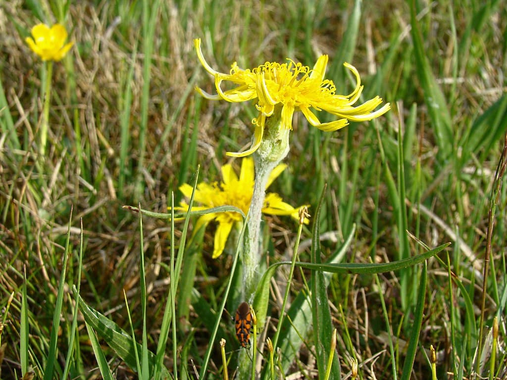 Niedrige Schwarzwurzel blüht gelb im Gras