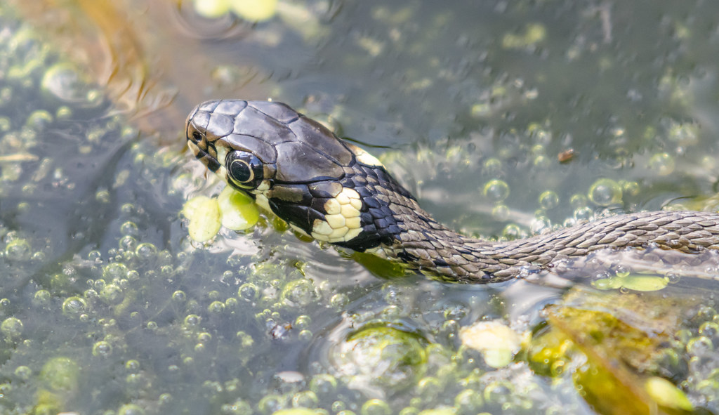 Natrix Natrix