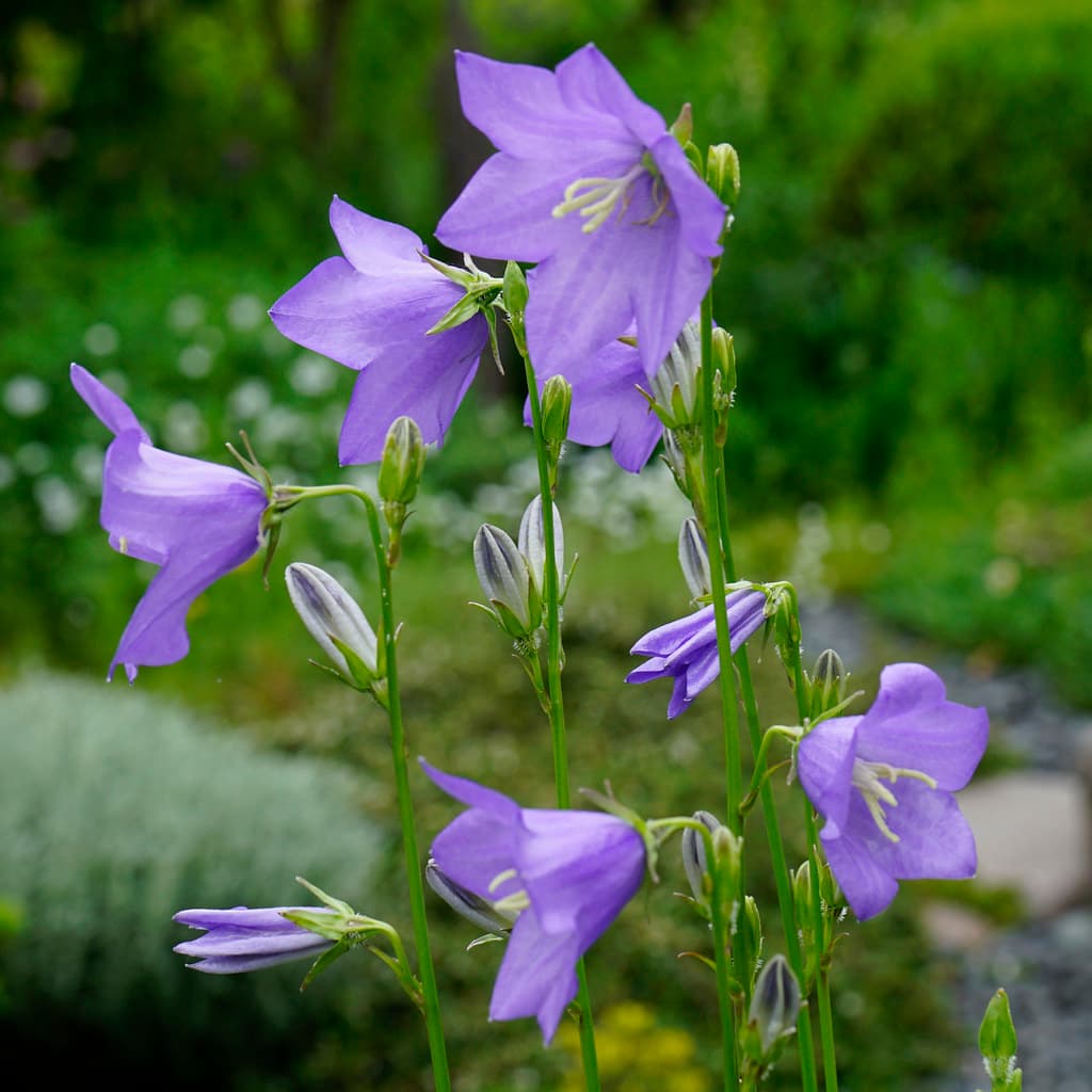 Pfirsichblättrige Glockenblume in Violett blühend