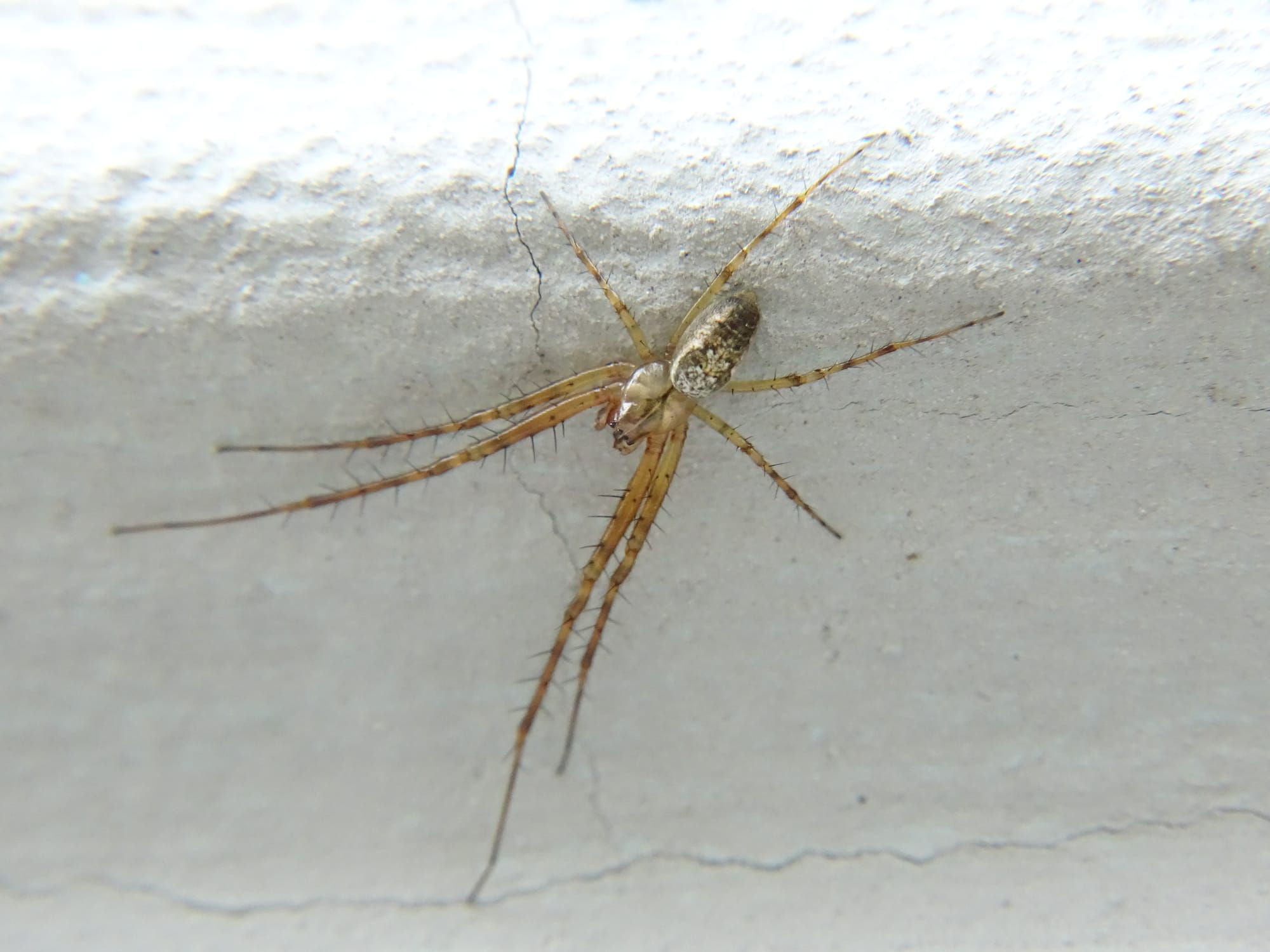 Herbstspinne an Hauswand