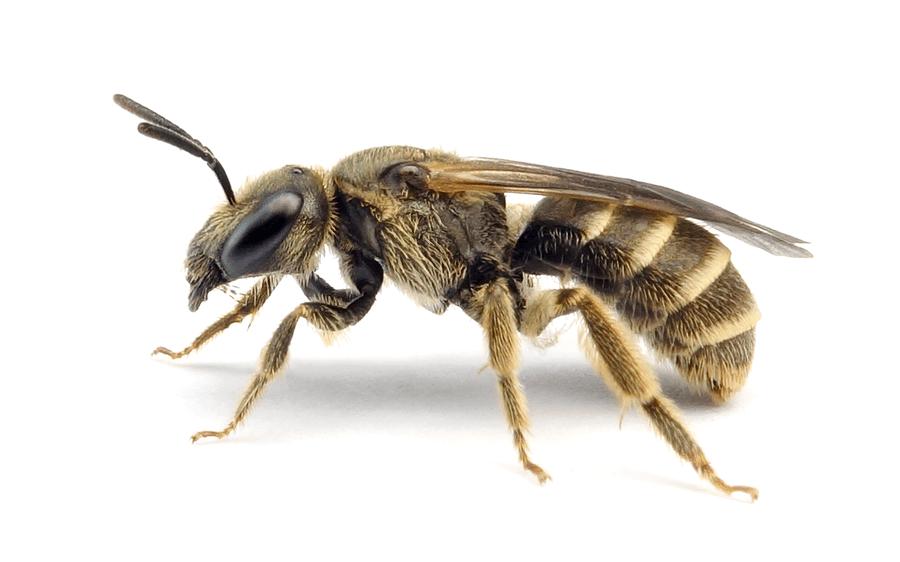 Halictus Tumulorum