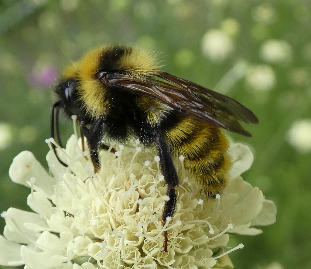 Bombus Campestris