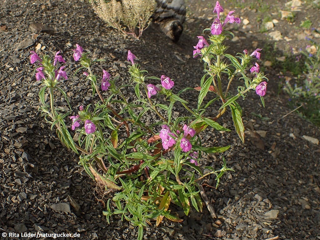 Breitblättriger Hohlzahn mit violetten Blüten