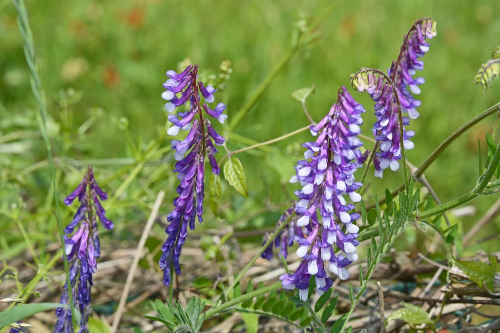 Zottige Wicke mit violetten Blütentrauben