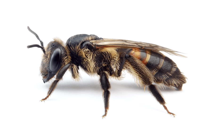 Bärenklau-Sandbiene (Andrena rosae) Nahaufnahme