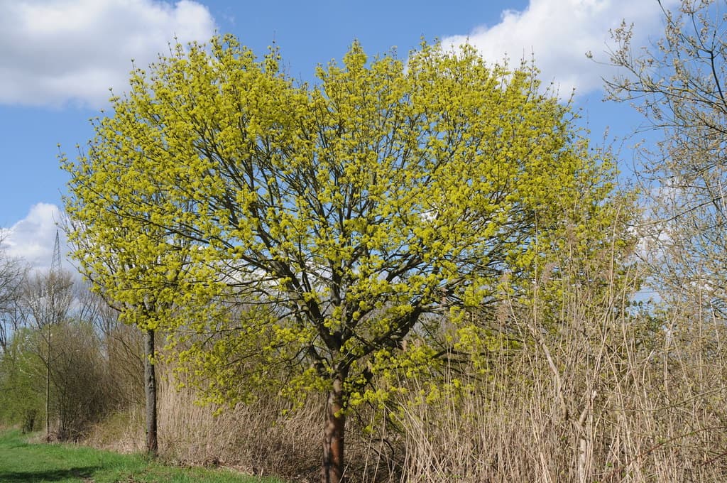 Spitz-Ahorn im Frühjahr mit gelb-grünem Blattwerk