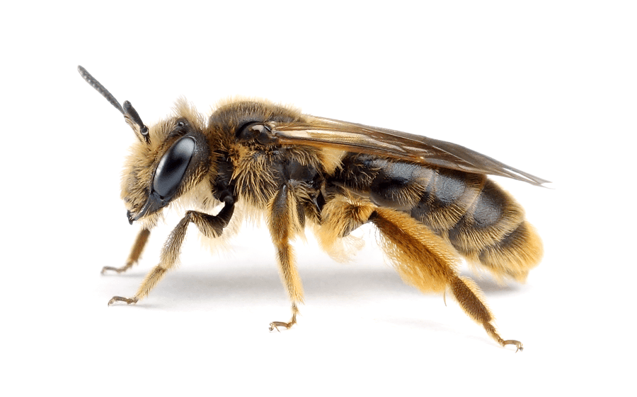 Andrena Humilis