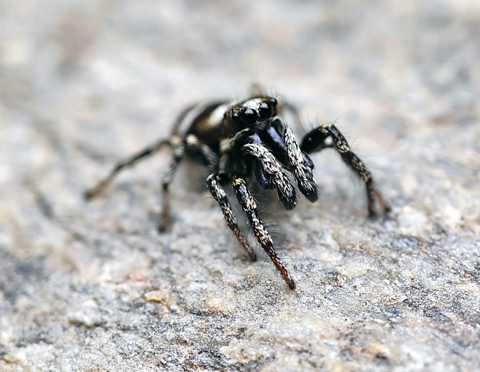 Zebraspringspinne auf sandiger Oberfläche