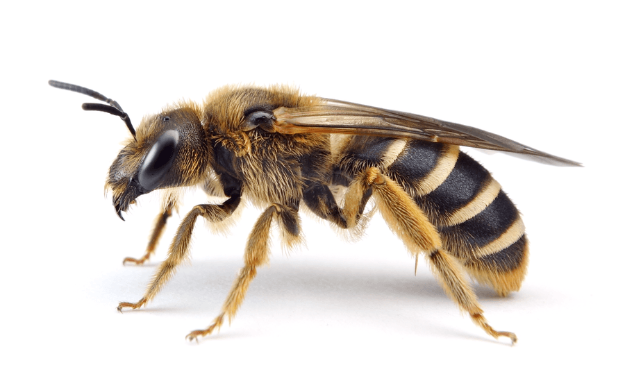 Halictus Sexcinctus