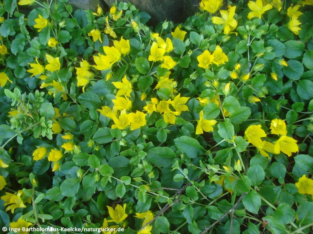 Pfennigkraut mit gelben Blüten in voller Blüte