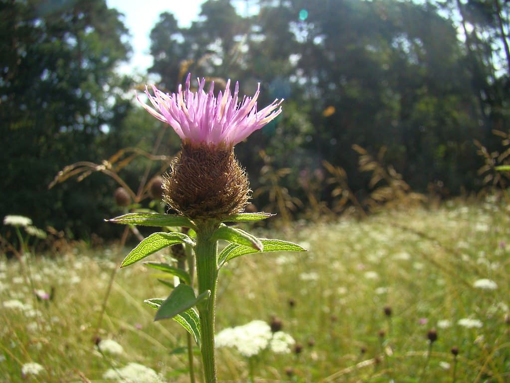 Schwarze Flockenblume mit violetter Blüte im Sommerhabitat