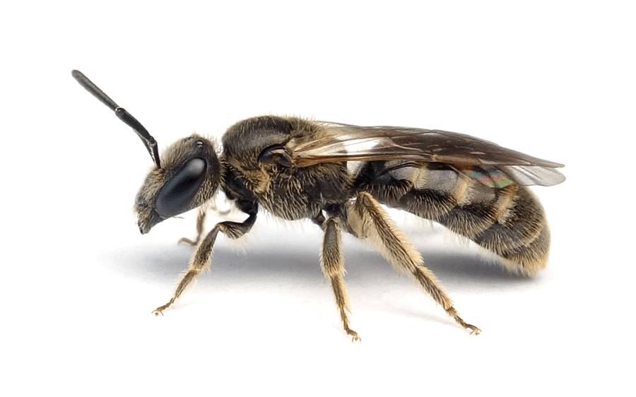 Lasioglossum Fulvicorne