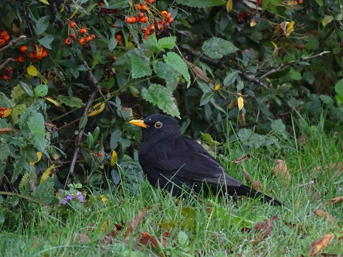 Amsel bei der Nahrungssuche im Garten