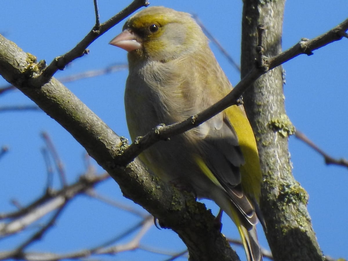 Grünfink auf Ast im Sonnenlicht