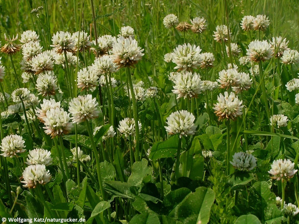 Weißklee in voller Blüte auf grüner Wiese