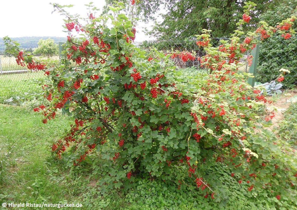 Rote Johannisbeere mit reifen Früchten im Garten