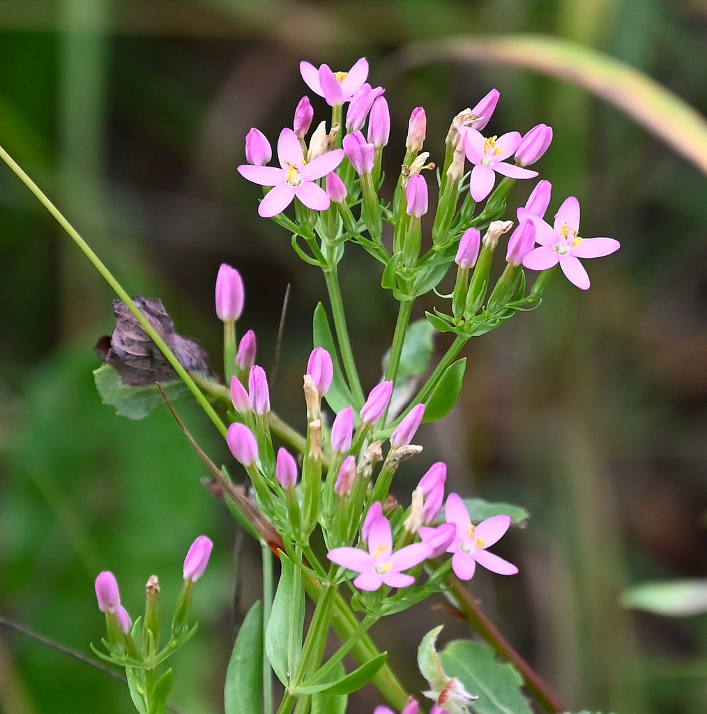 Centaurium Erythraea