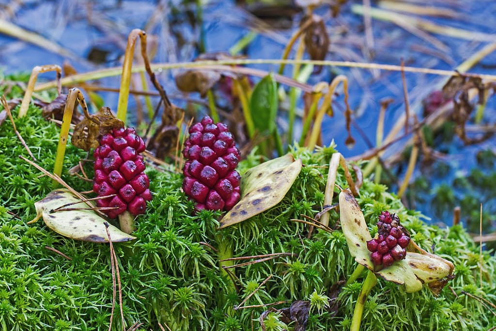 Sumpf Schlangenwurz Frucht