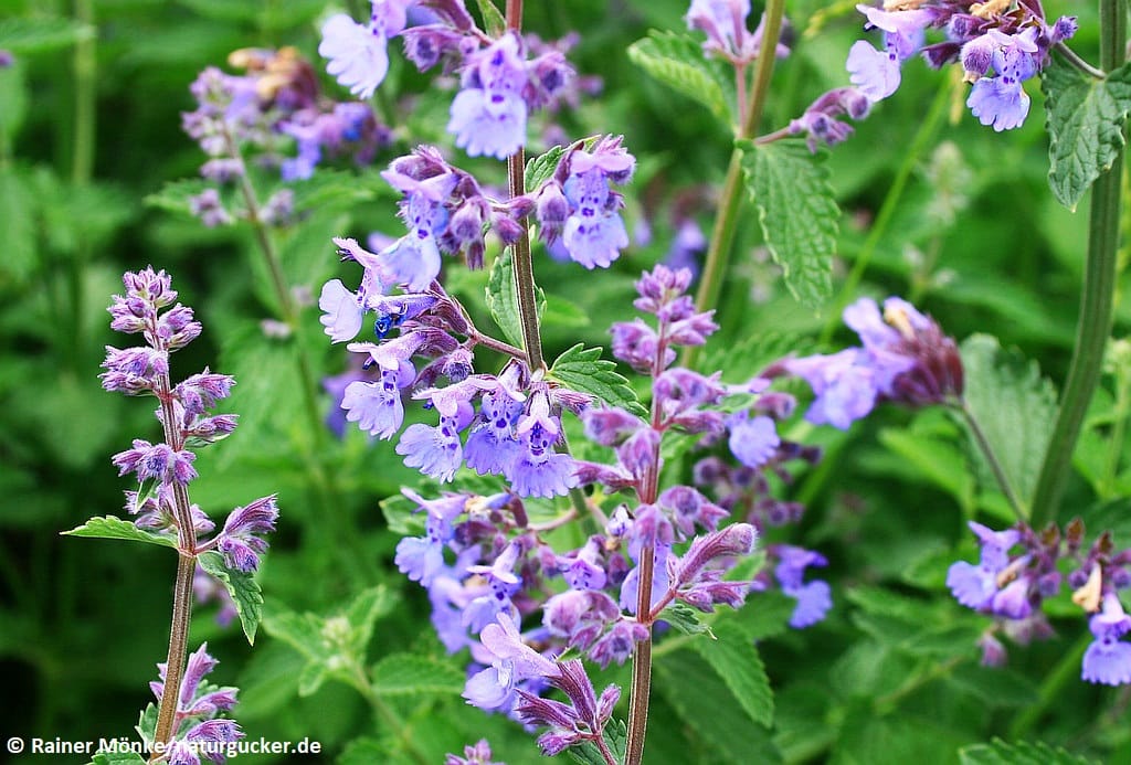 Hybrid-Katzenminze in voller Blüte mit violetten Blüten