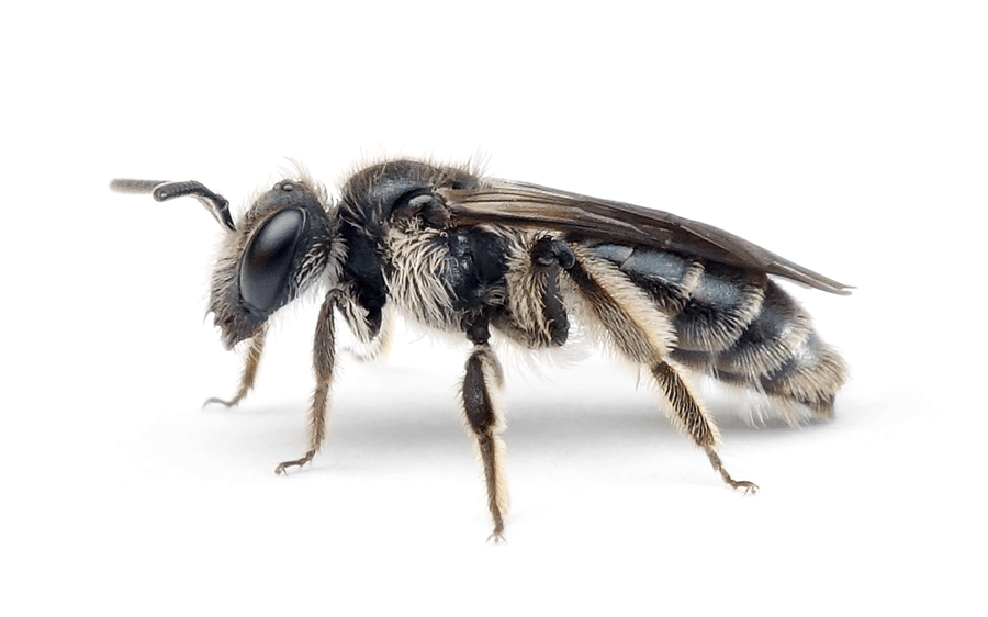 Andrena Viridescens